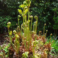 Osmunda regalis 